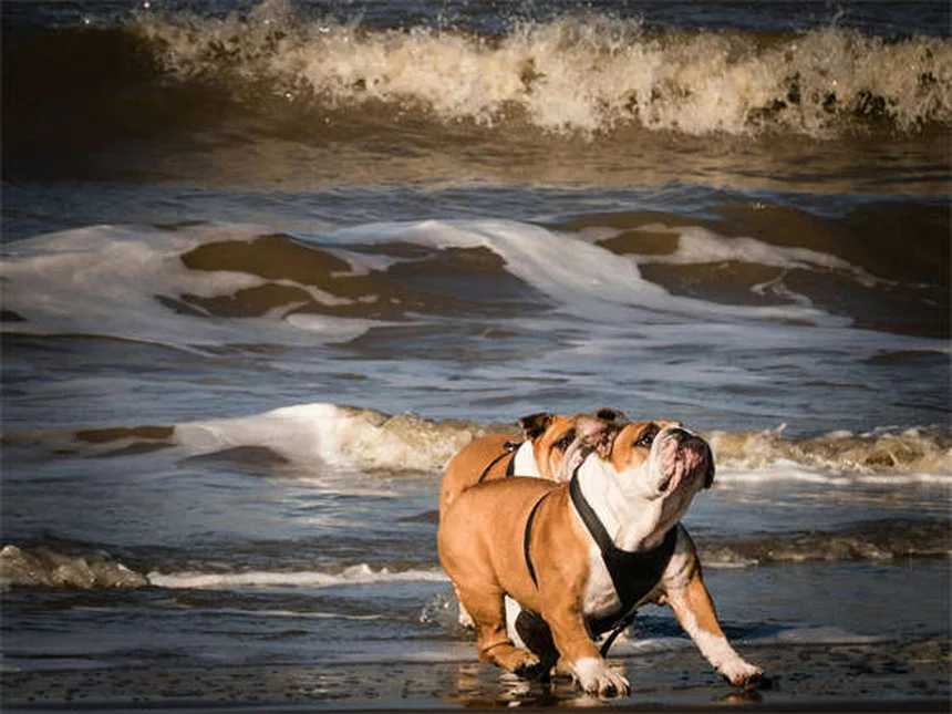 セラピー犬が病院患者に与える5つの効果とは?科学的根拠も紹介