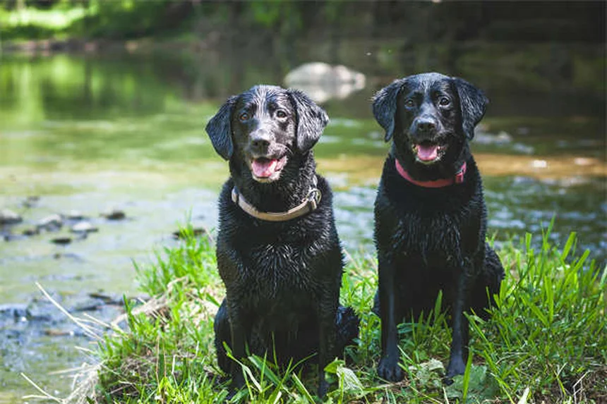 犬が草を食べる理由5つ|驚きの真実と安全な対処法