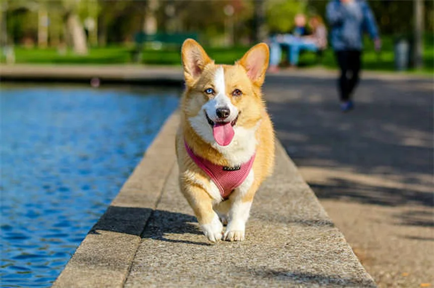 犬のアセトアミノフェン危険な副作用と注意点