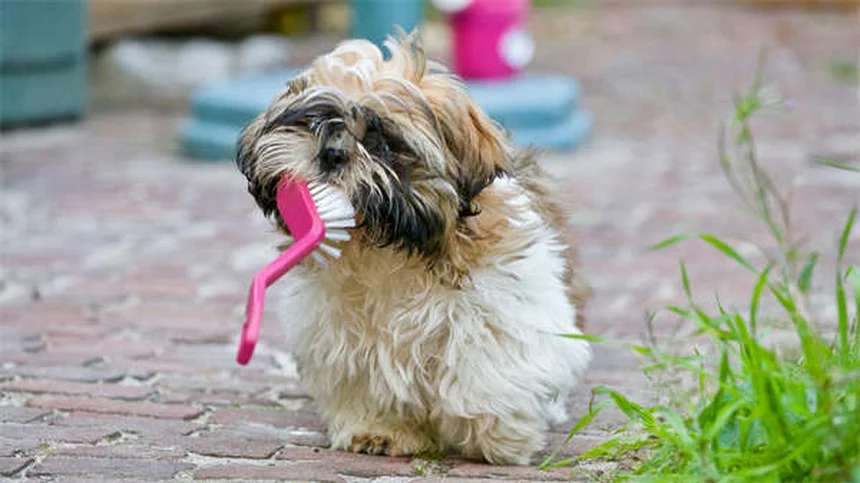 犬の薬をドッグフードに混ぜるのは危険?正しい3つの飲ませ方