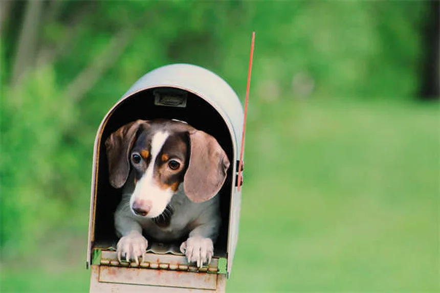犬の脱水症状のサインを見逃すな!今すぐチェックすべき5つのポイント