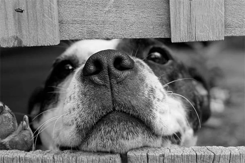 メス犬のマウンティング:理由とやめさせる方法