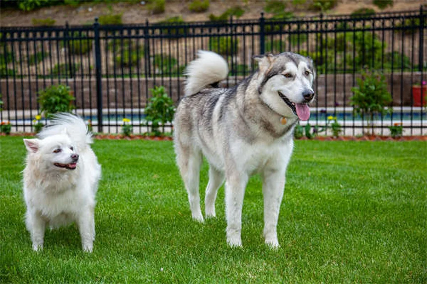 犬の強迫行動、治療はすぐに始めよう
