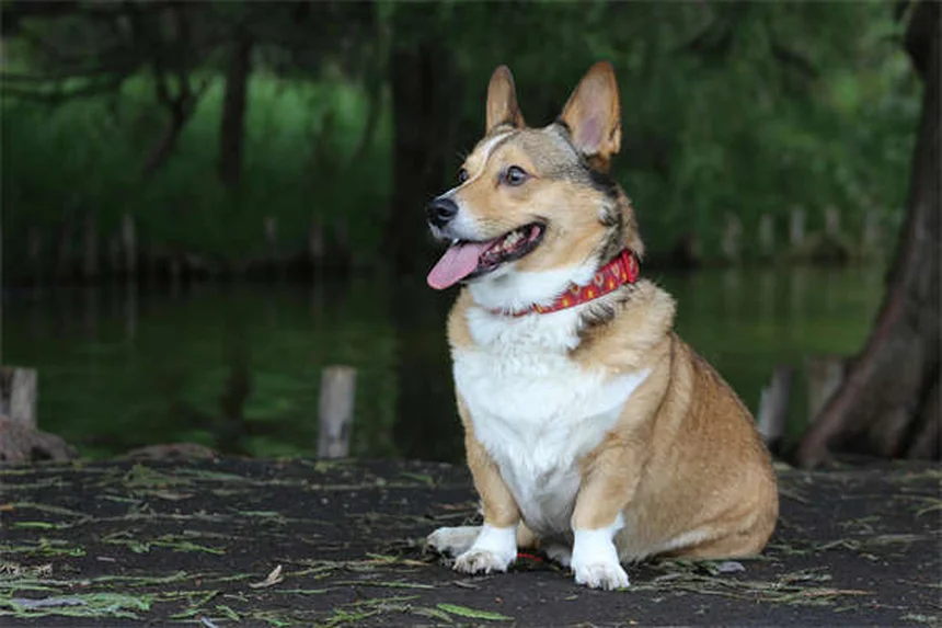 犬のメンタル刺激がカギ!退屈サインを見抜く9つの方法