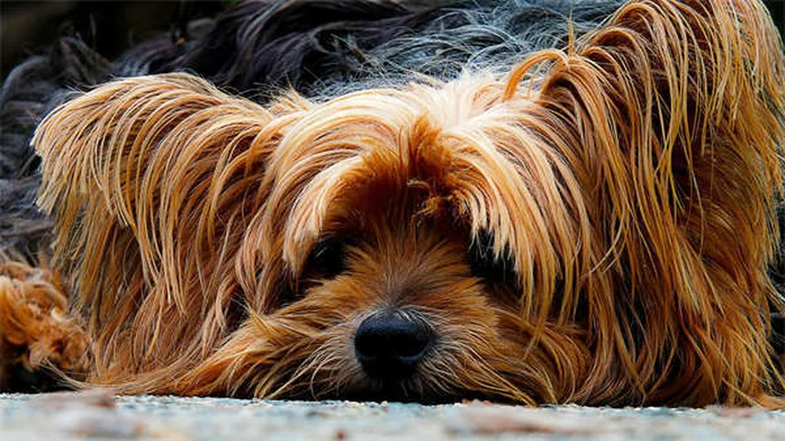 犬のホットスポットは自然に治る?知らないと怖いリスクと正しい治療法