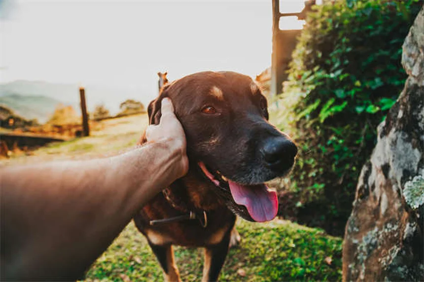 盲犬の世話って難しい?知っておきたい簡単なコツ