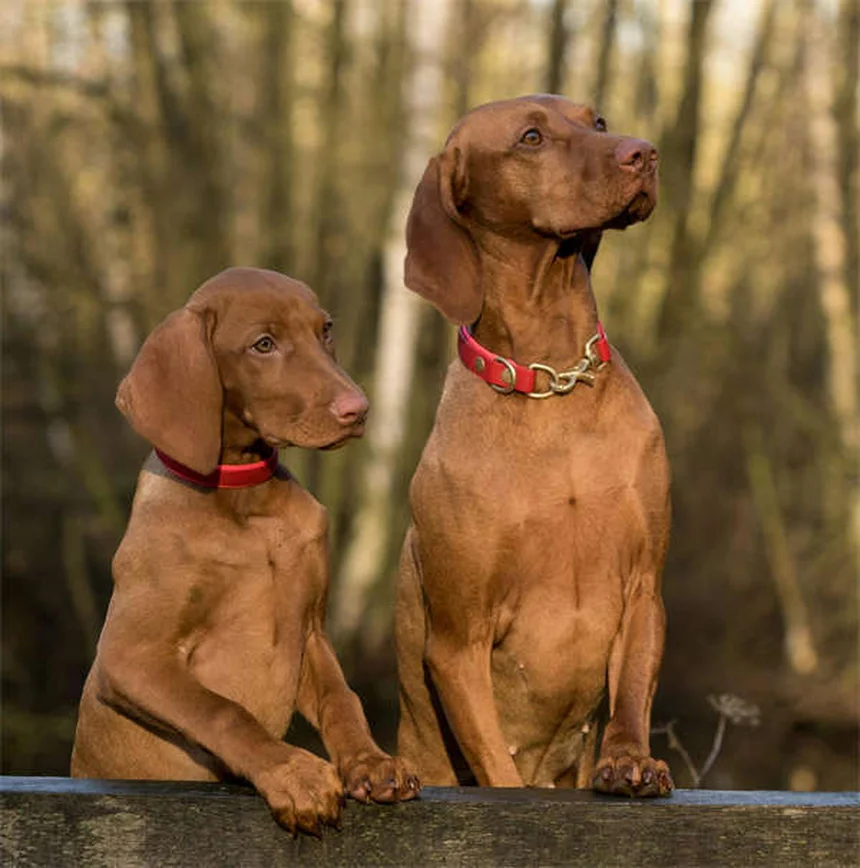 愛犬にPepto-Bismolは安全?危険性と正しい使い方
