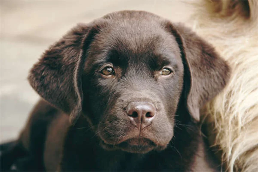 もう家で粗相しない!子犬のおしっこ問題、お悩み解決ガイド