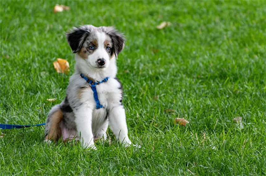 犬のズーミー原因は?安全な対処法を5つ紹介