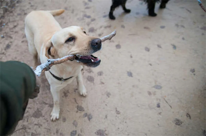 犬の安楽死のタイミング、もう迷わない愛犬のための7つの指標