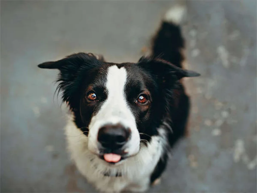 子犬の育て方(8~12週齢)|7つのコツで成功する