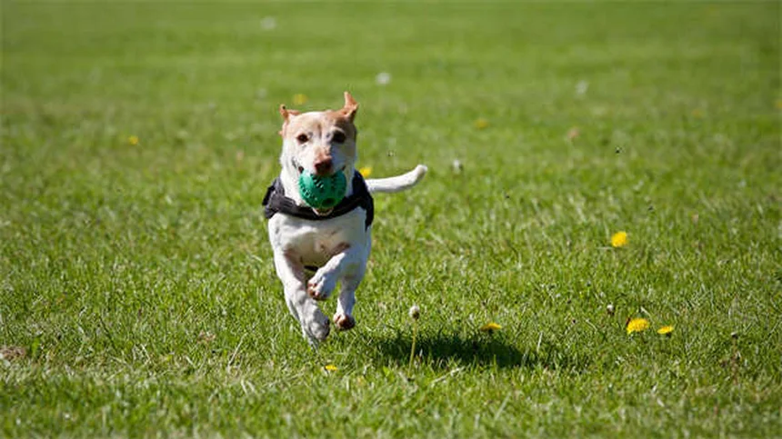犬用コート 冬の必需品?獣医師が教える選び方の5つのポイント
