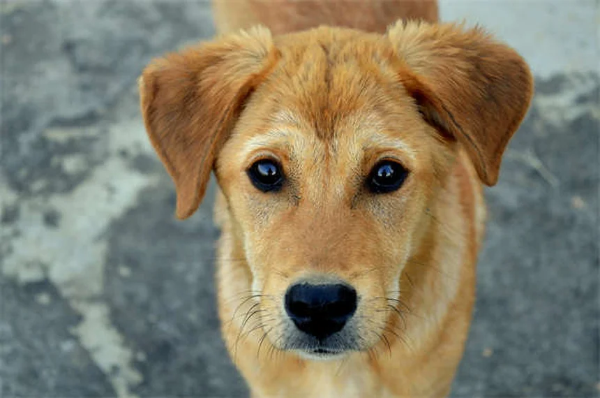 愛犬の痛み、自然な痛み止め10選と獣医師も推奨するケア法