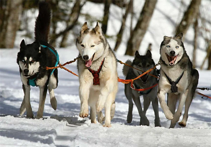 賢い犬種ランキング18選!知能が高い犬の特徴と飼い方