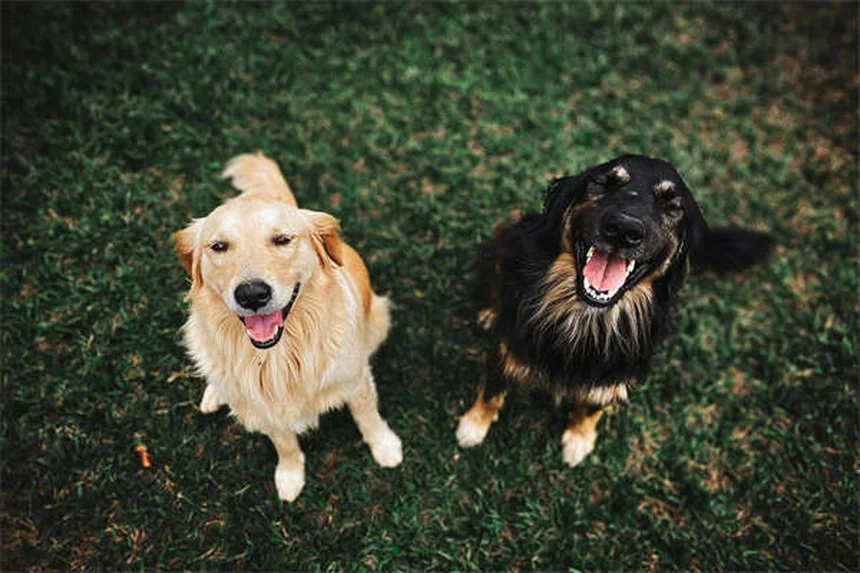 犬にとって安全なエッセンシャルオイル7選!絶対避けるべき危険な油リストも