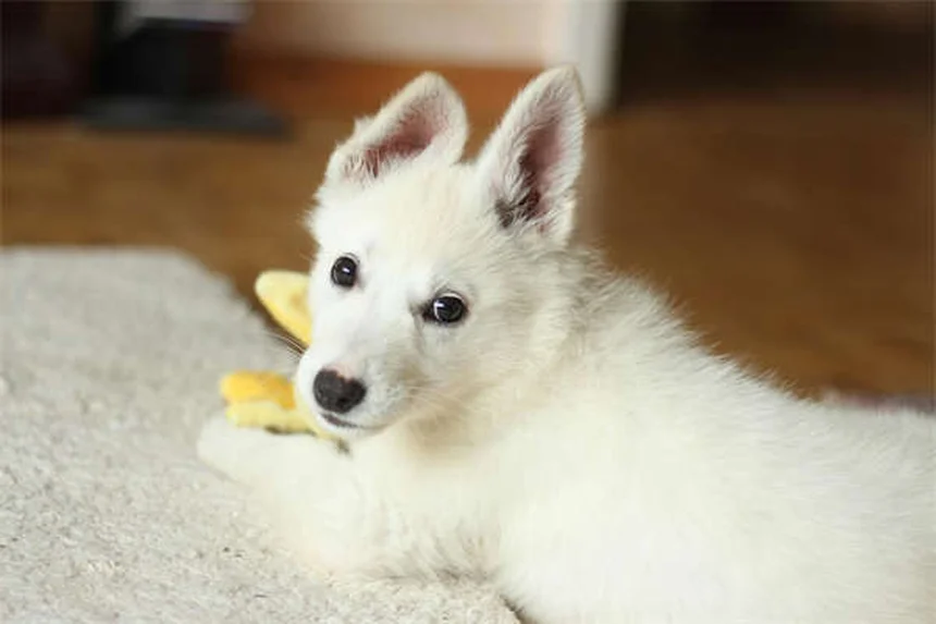 危険すぎる…犬に絶対使ってはいけないノミ・ダニ駆除精油10選と安全な対策